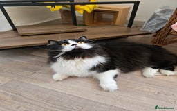 British Longhair cats for sale: GccfChampion black bi colour British longhair lady - Image 5