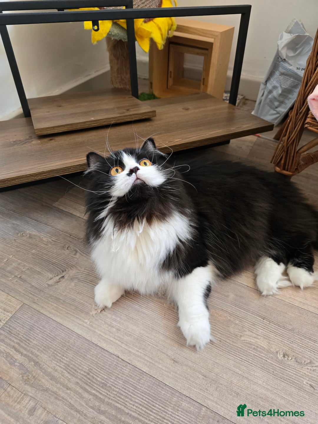 British Longhair cats for sale: GccfChampion black bi colour British longhair lady - Image 5