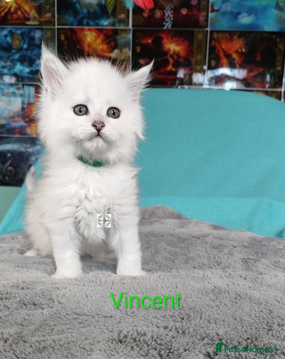 Maine Coon cats for sale: Unique beautiful kittens  - Advert 19