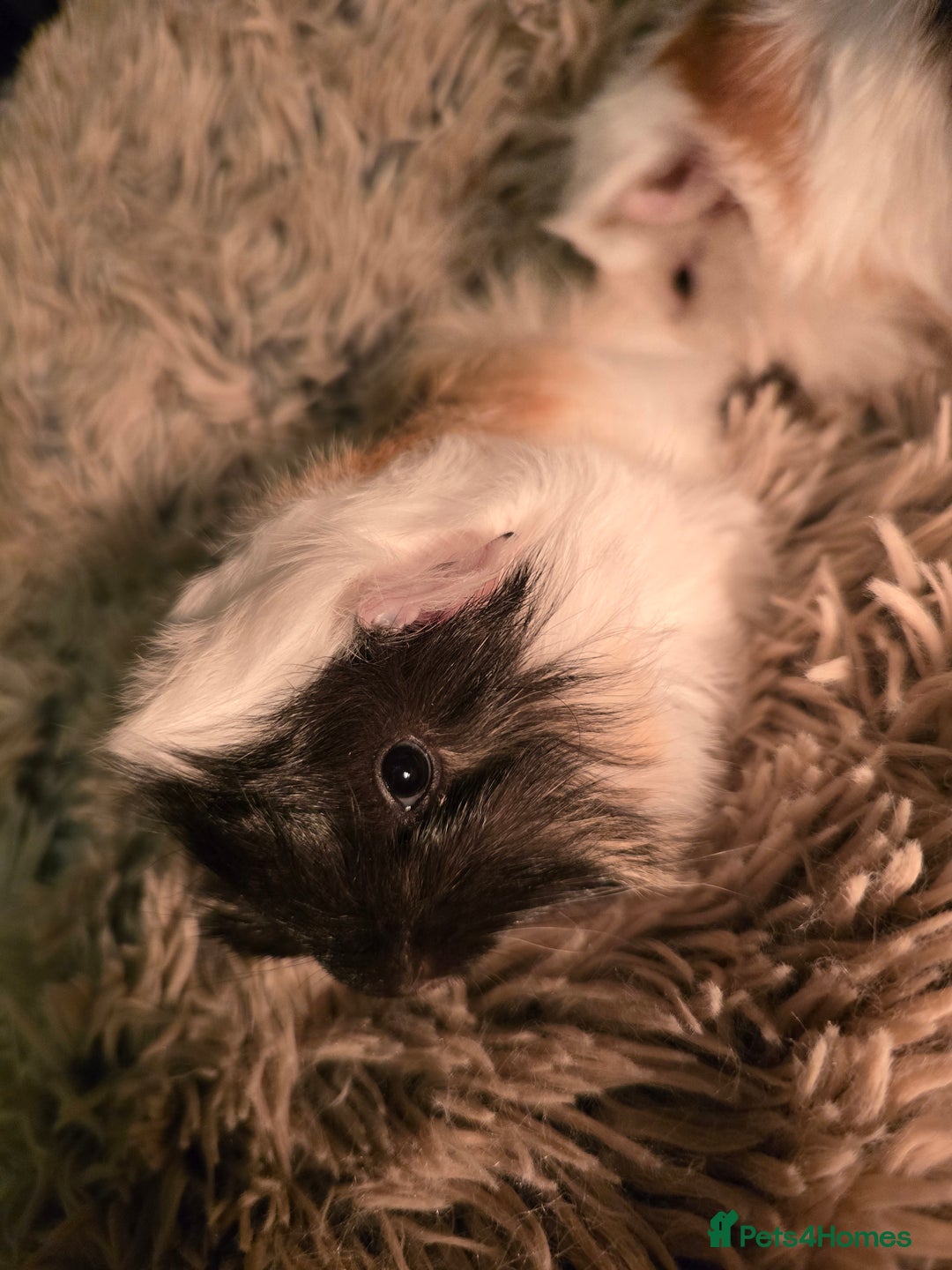 Guinea Pig rodents for sale: 2 female guineapigs  - Advert 5