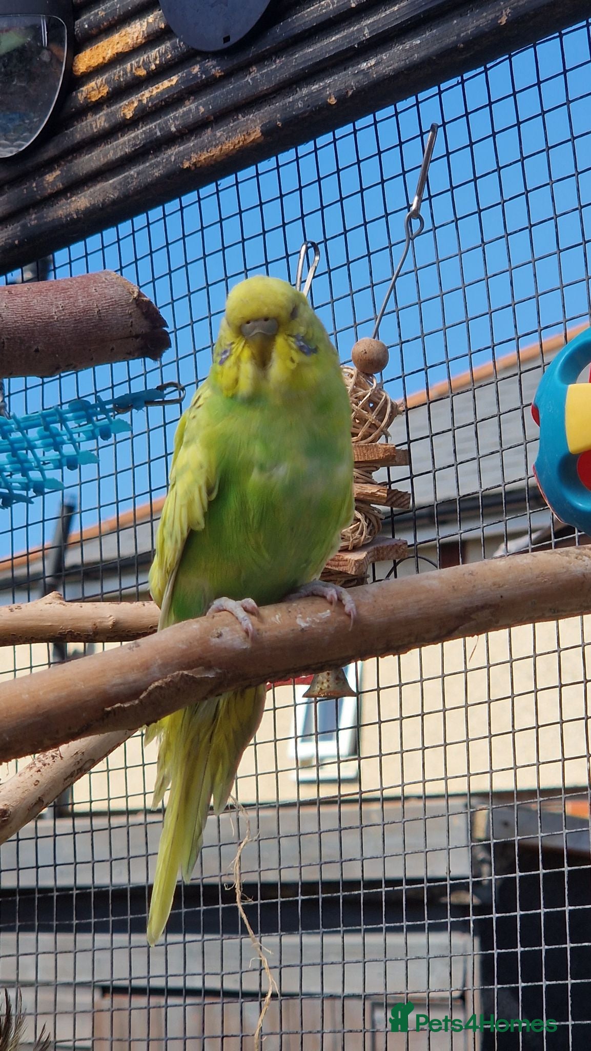 Budgerigars birds 1 male 1 female budgie £30 each  - Advert 1