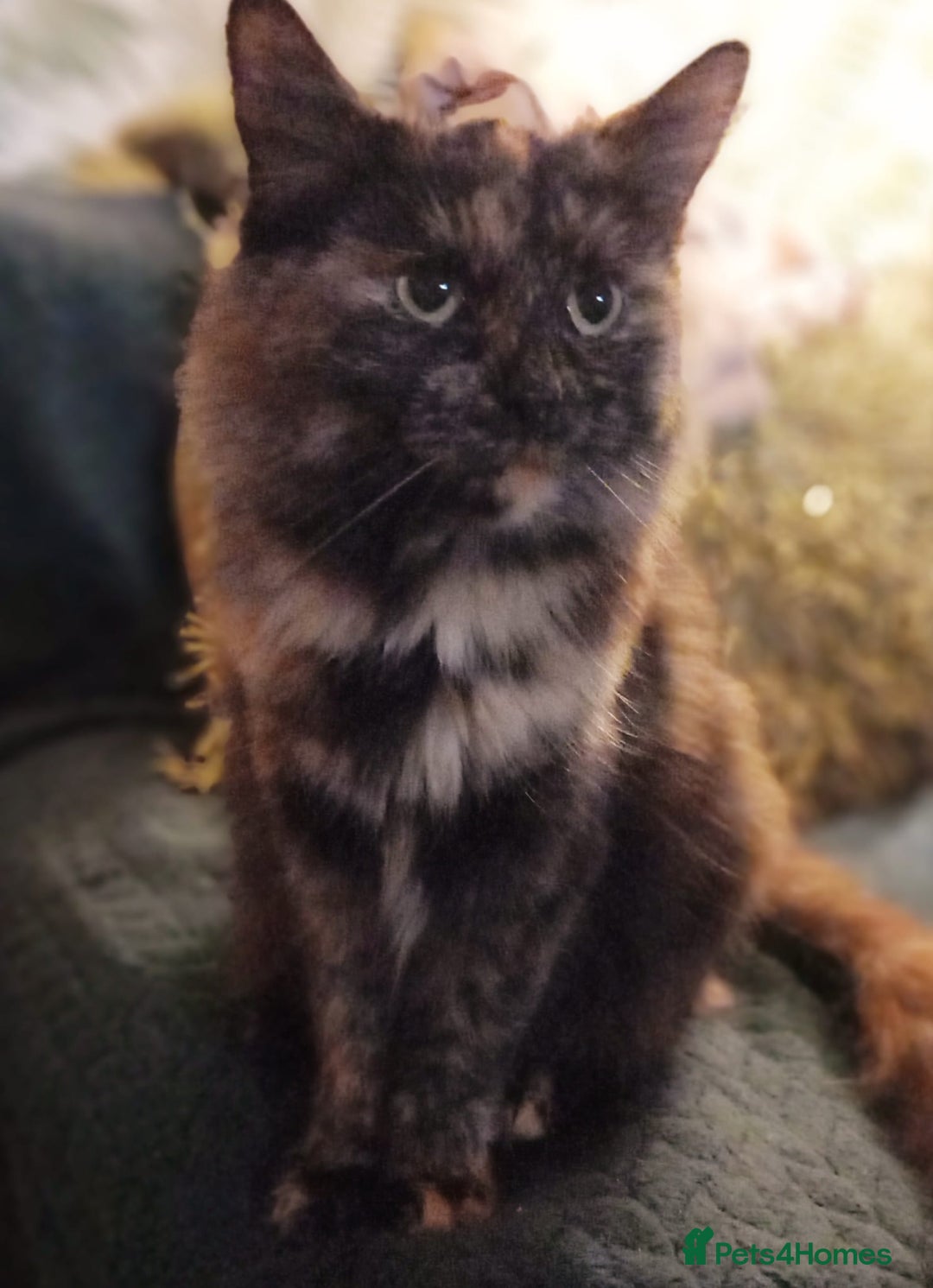 Mixed Breed cats for sale: Loving Home Needed for Peaches * ** * - Advert 1