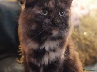 Mixed Breed cats Loving Home Needed for Peaches * ** * - Advert 13