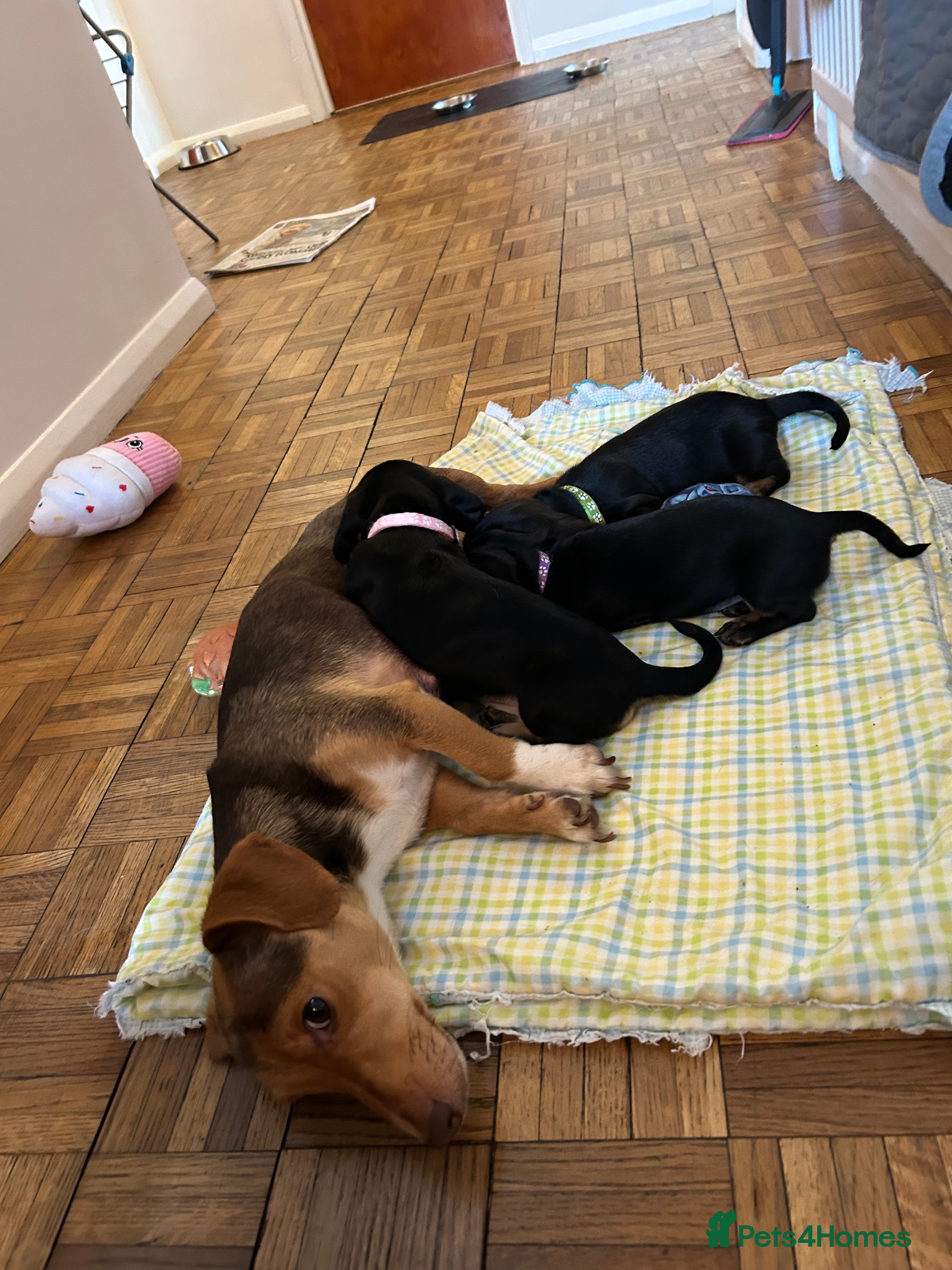 Dachshund dogs Dachshund puppie in Epping - Advert 1