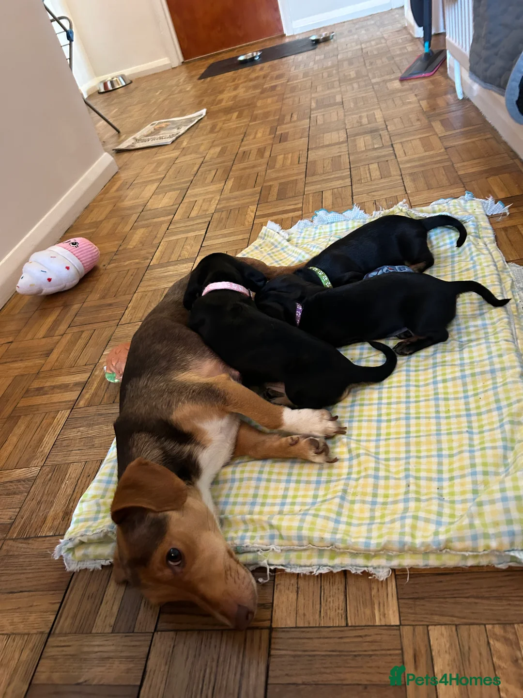 Dachshund dogs for sale: Dachshund puppie in Epping - Advert 1