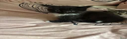 Persian cats for sale: Beautiful playful kittens Persian X  in Brighton - Advert 7