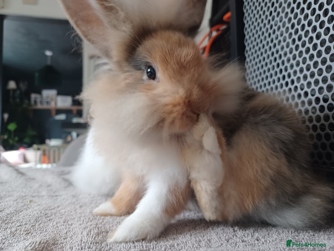 Mixed Breed rabbits for sale: Baby rabbits - Image 5