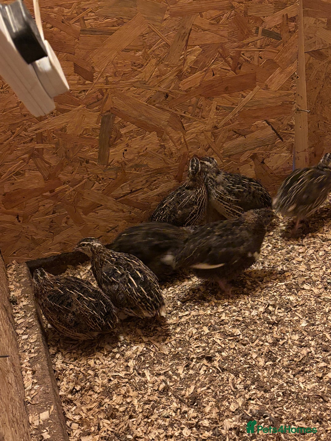 Quail poultry for sale: Quail for sale  - Advert 8