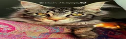 Maine Coon cats for stud: Niklouse  in Mold - Advert 6