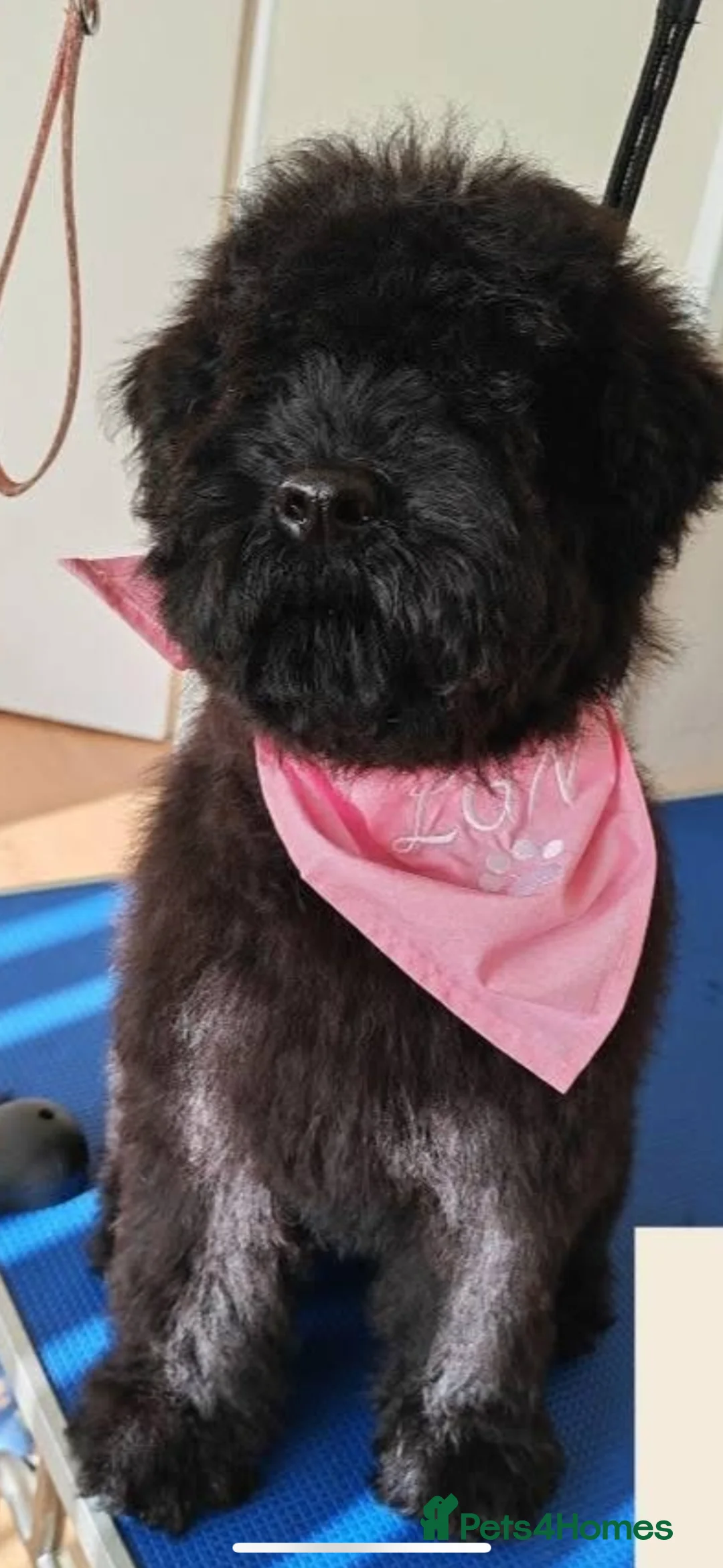 Kerry Blue Terrier dogs for sale: Kerry blue terrier  - Advert 2