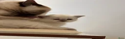 British Shorthair cats for sale: British shorthair colourpoint kittens - Advert 15