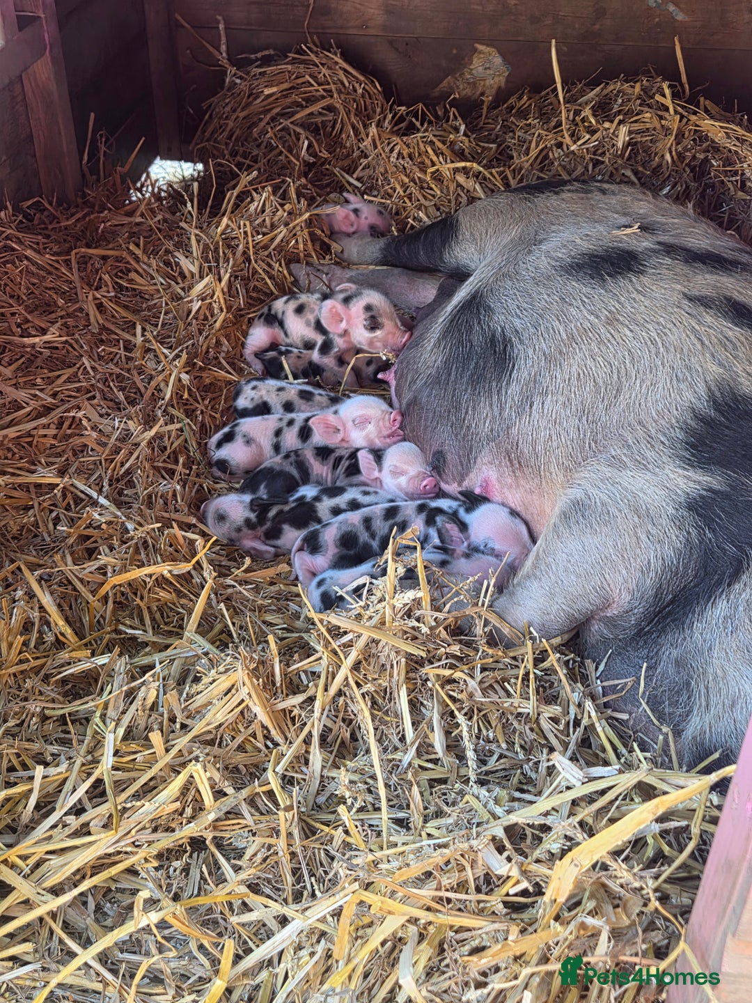 Pig livestock for sale: Kune x juliana piglets - Image 3