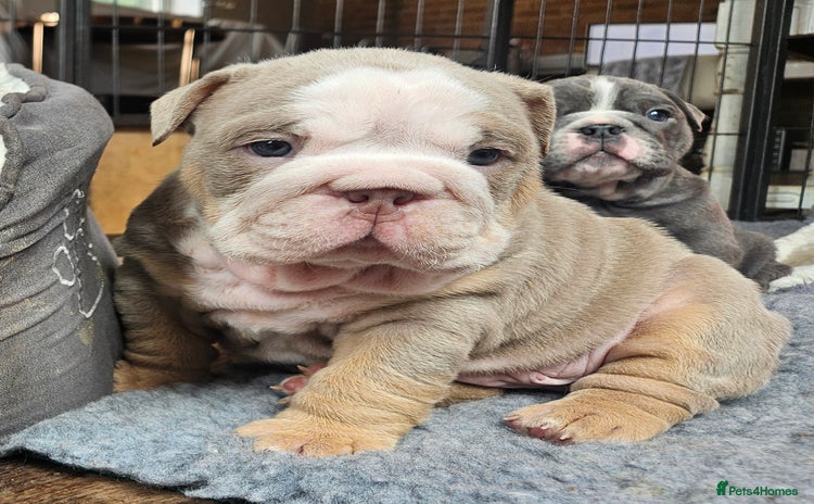 English Bulldog dogs - Advert 5