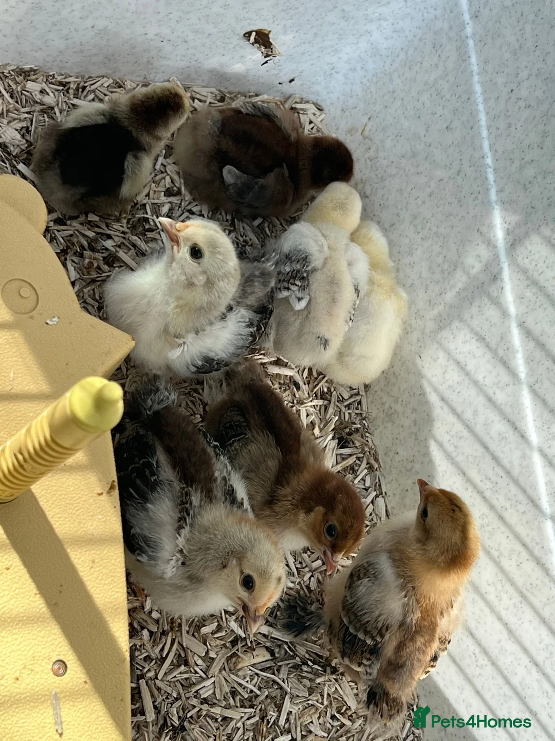 Chickens poultry for sale: 2 week old Pekin Bantams in Petersfield - Advert 2