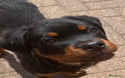 Rottweiler dogs for sale: Gorgeous Boy KC Rottweiler puppy - Image 11