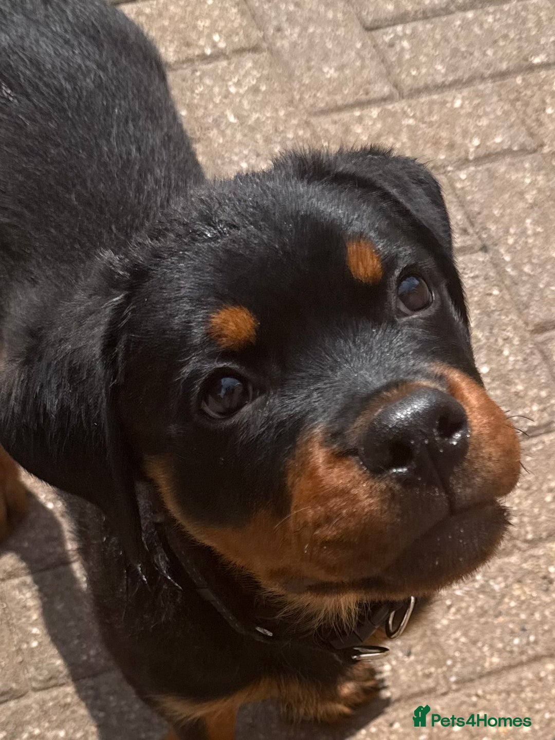 Rottweiler dogs for sale: Gorgeous Boy KC Rottweiler puppy - Image 11