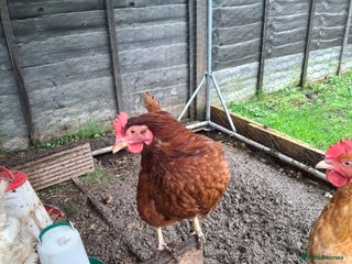 Hens poultry 3 lovely Hens for sale - Advert 3