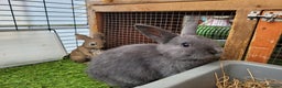 Mixed Breed rabbits for sale: Beautiful Rabbits - READY TO RESERVE - Advert 19
