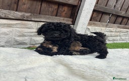 Cavapoo dogs for sale: Toy f1b cavapoo puppies - Image 24