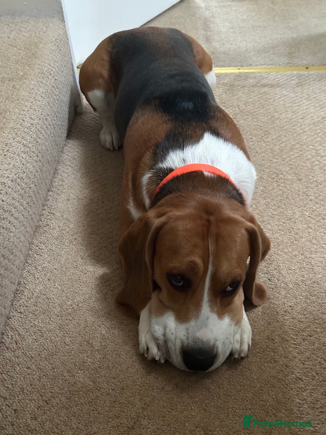Beagle dogs for stud: Available for stud - beagle, registered in London - Image 4