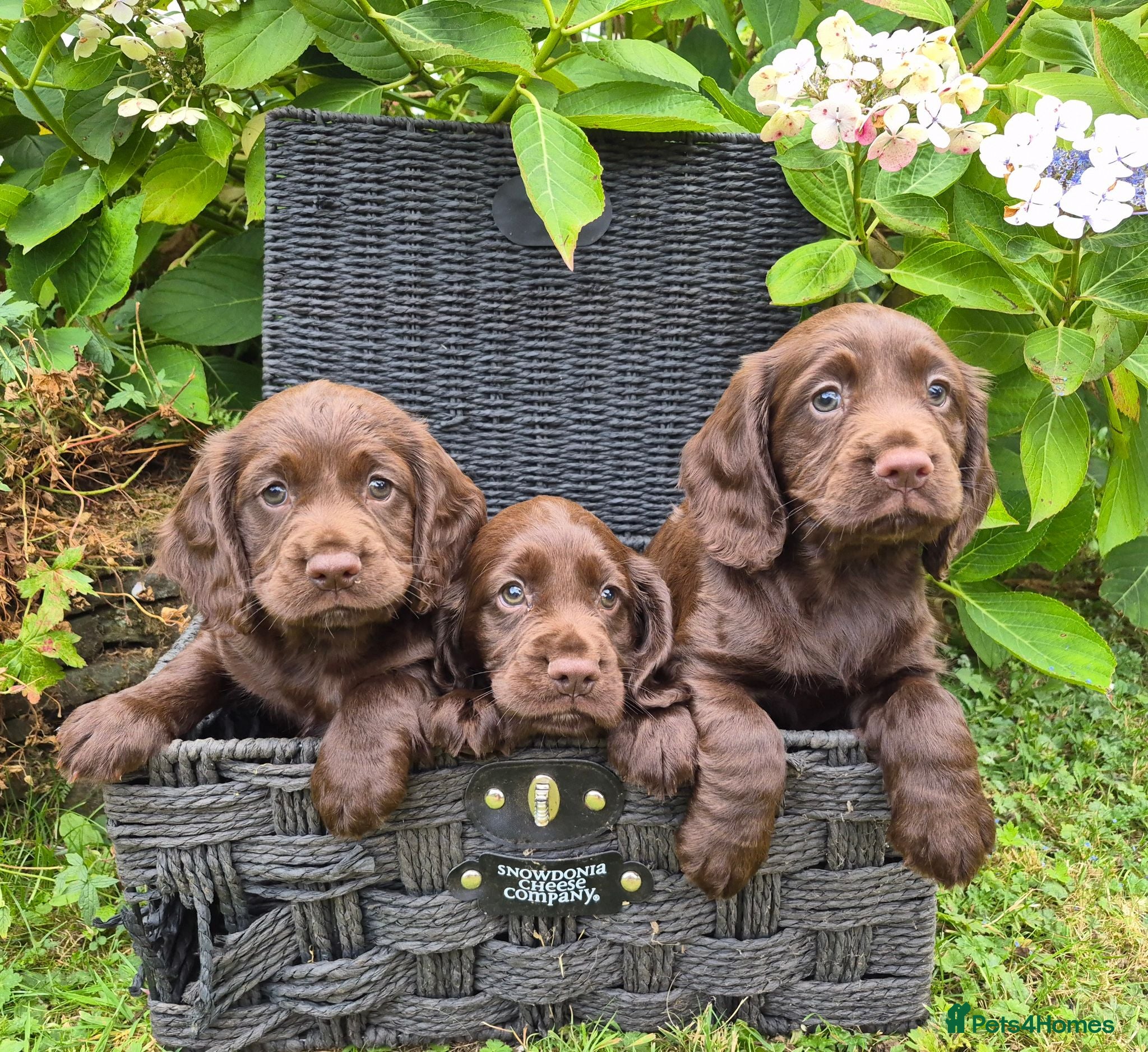 Cocker Spaniel dogs Chocolate cockerspaniel puppies for sales - Advert 5