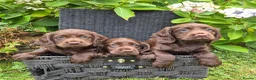 Cocker Spaniel dogs for sale: Chocolate cockerspaniel puppies for sales - Advert 1