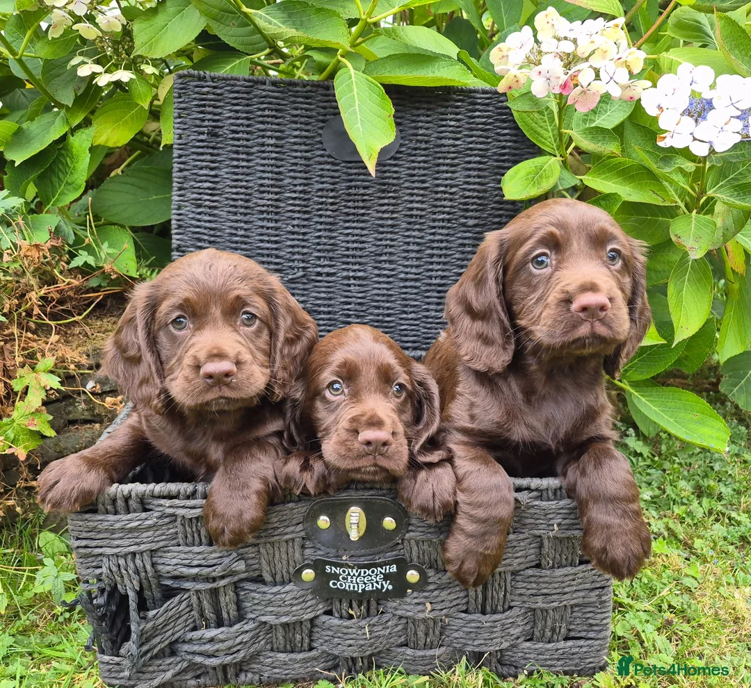 Cocker Spaniel dogs for sale: Chocolate cockerspaniel puppies for sales - Advert 1