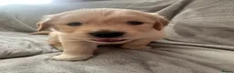 Golden Retriever dogs for sale: Beautiful golden retriever pups 🐾 in London - Advert 6
