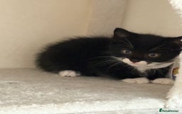 Mixed Breed cats for sale: Black and White kittens left! Ready Now!!  - Image 1