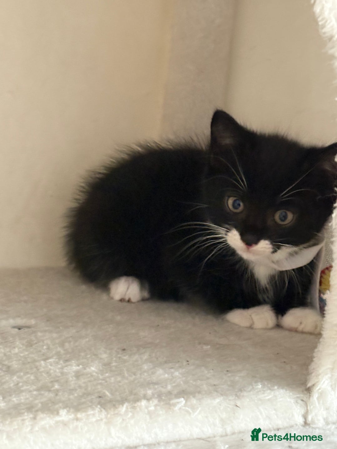 Mixed Breed cats for sale: Black and White kittens left! Ready Now!!  - Image 1