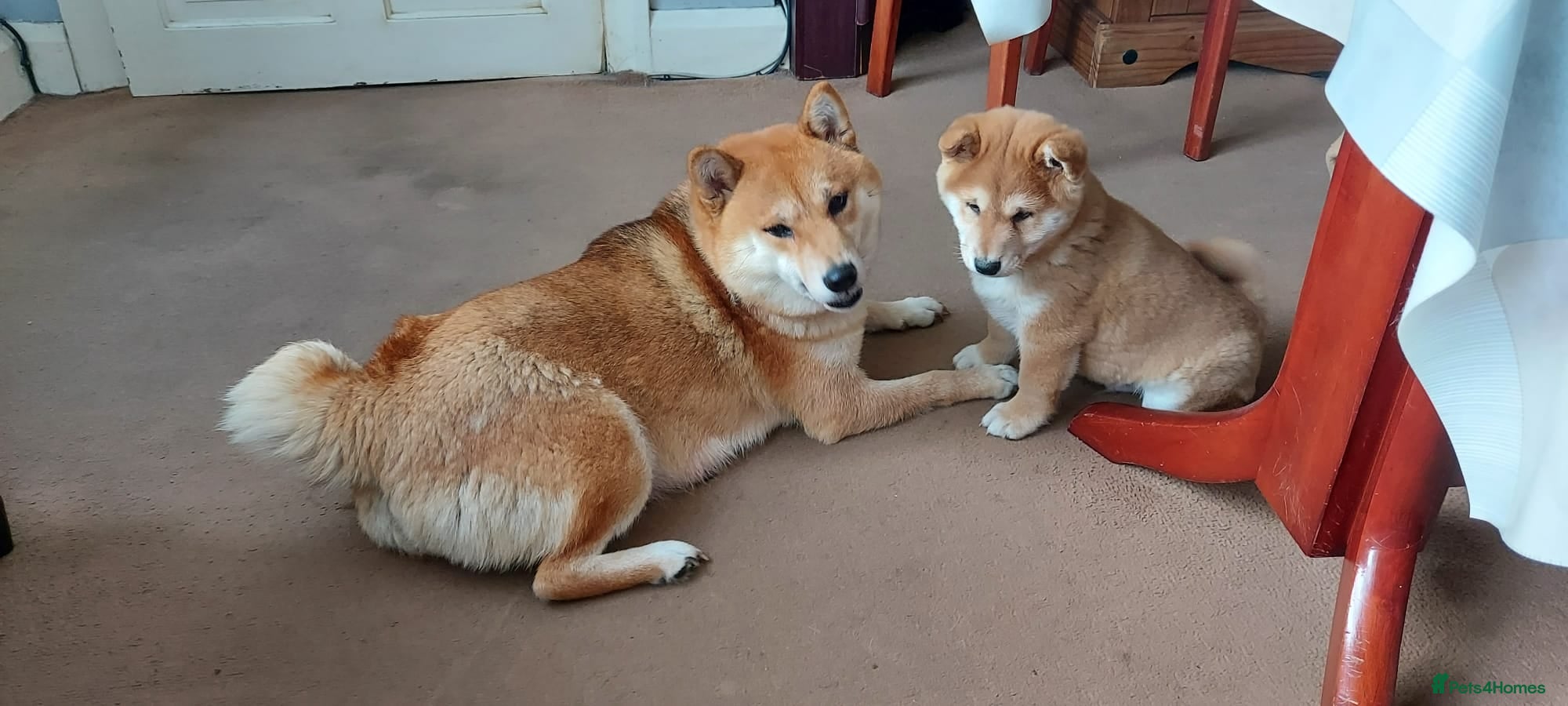 Japanese Shiba Inu dogs Shiba Inu - Advert 2