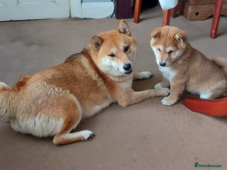 Japanese Shiba Inu dogs Shiba Inu - Advert 7