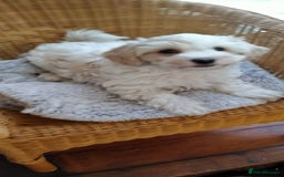 Cavachon dogs for sale:  🐾 Cavapoochon Puppies! 🐾 - Image 13