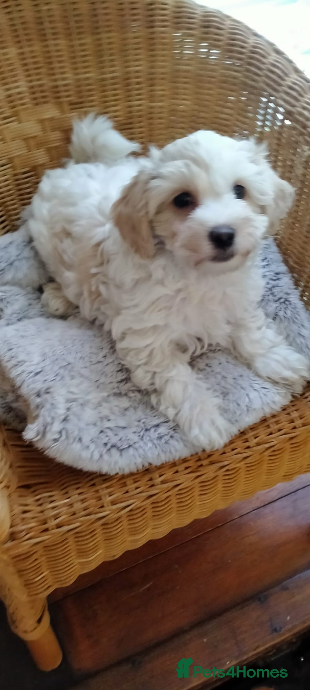 Cavachon dogs for sale:  🐾 Cavapoochon Puppies! 🐾 - Image 13