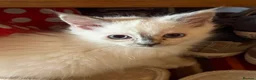 Ragdoll cats for sale: Ragdoll Kittens READY NOW - Advert 6