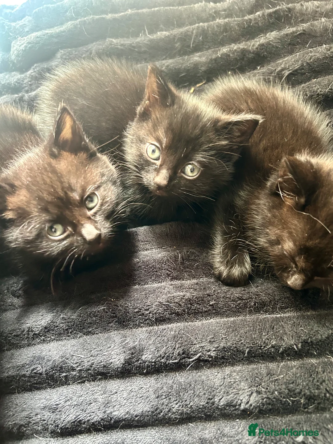 Mixed Breed cats for sale: Gorgeous kittens  - Advert 2