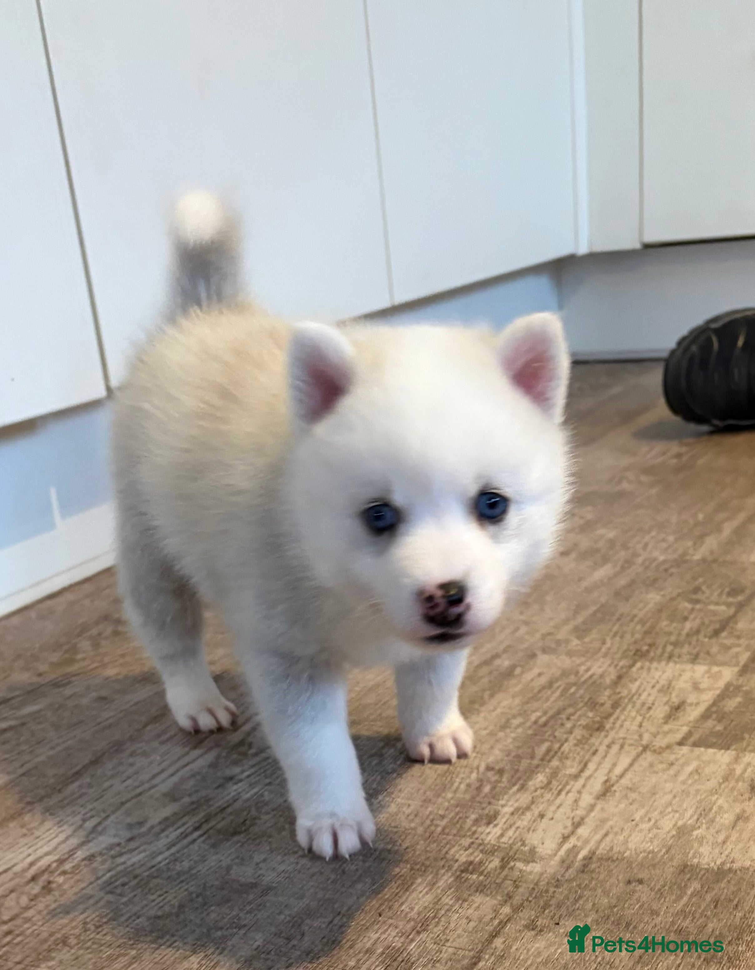 Pomsky dogs F2 Pomsky puppies  - Advert 1