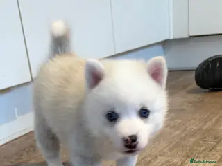 Pomsky dogs F2 Pomsky puppies - Advert 1