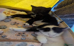 Domestic Shorthair cats for sale: Beautiful kittens ready for their forever home  - Image 2