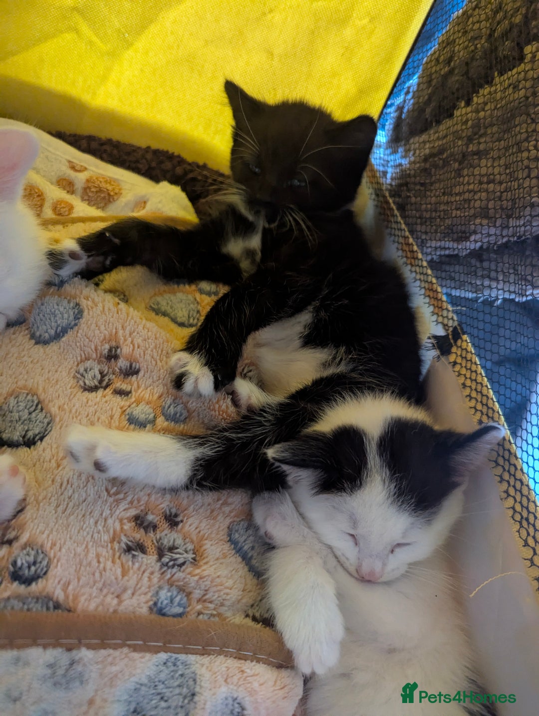 Domestic Shorthair cats for sale: Beautiful kittens ready for their forever home  - Image 2