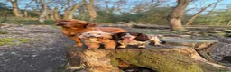 Labrador Retriever dogs for sale: Two beautiful fox red Labrador puppies  - Advert 23