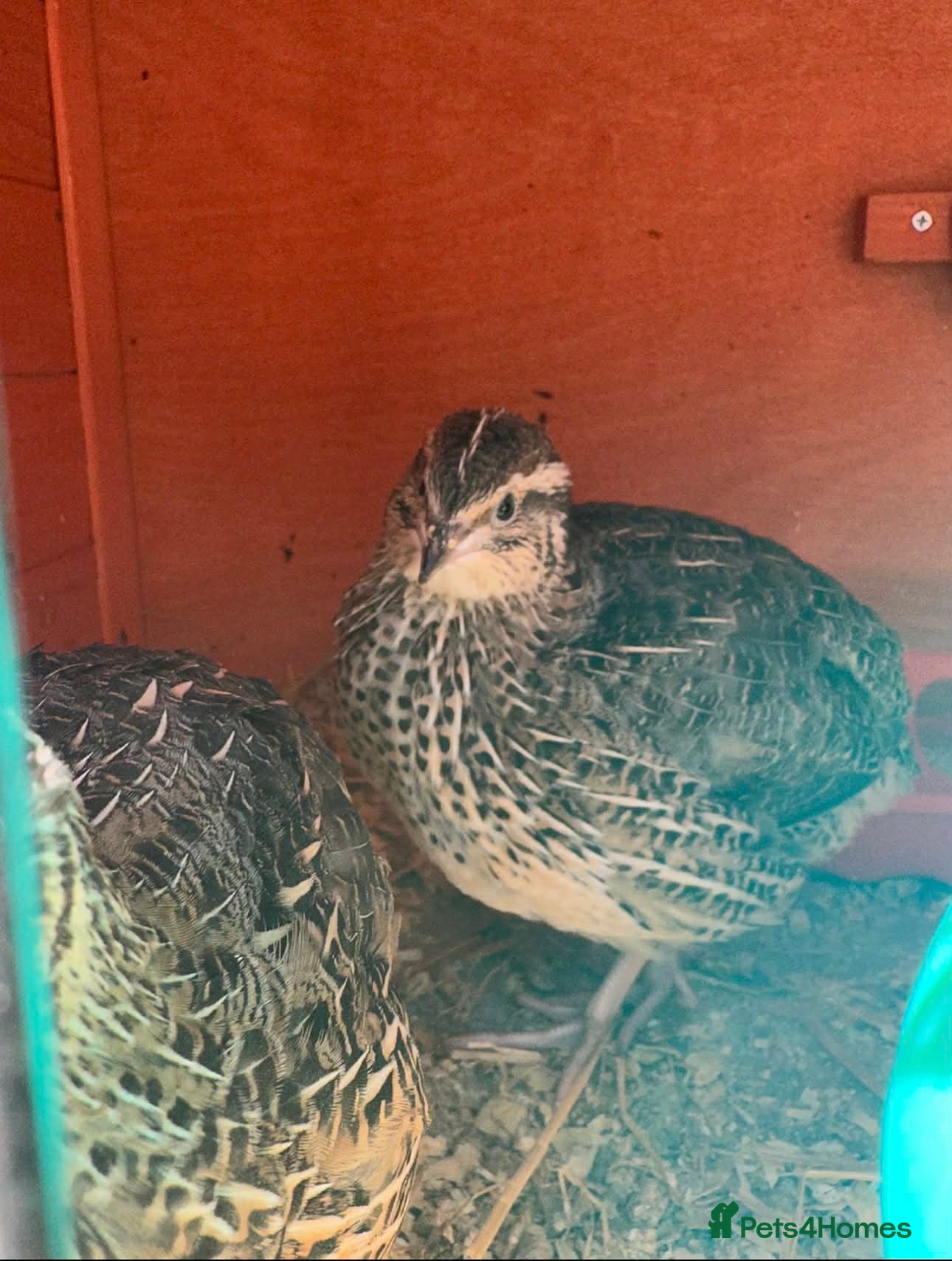 Quail poultry for sale: 12 COTURNIX QUAIL CHICKS  - Advert 1