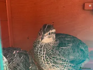 Quail poultry 12 COTURNIX QUAIL CHICKS - Advert 21