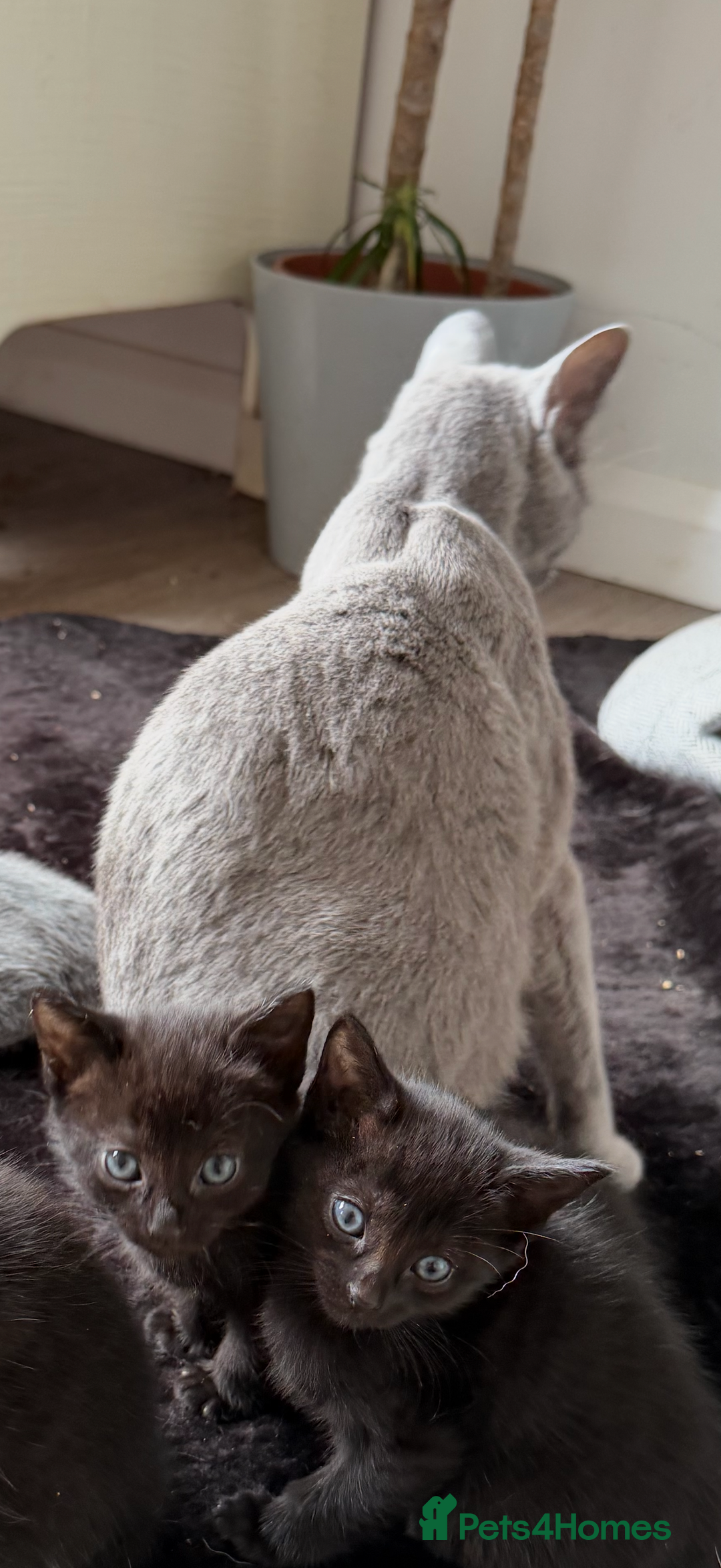 Russian Blue cats for sale: Russian Black - Image 5
