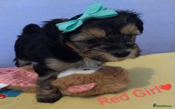 Morkie dogs for sale: Beautiful Morkie Puppies - Image 10