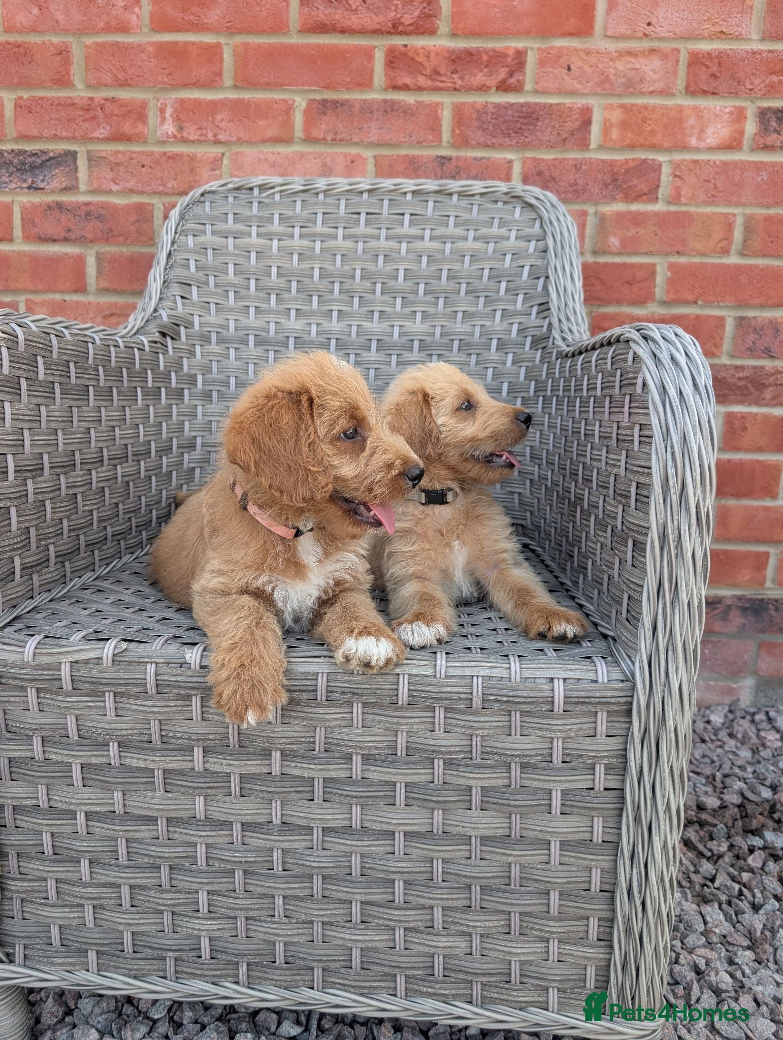 Australian Labradoodle dogs Outstanding Australian Labradoodle puppies  - Advert 1