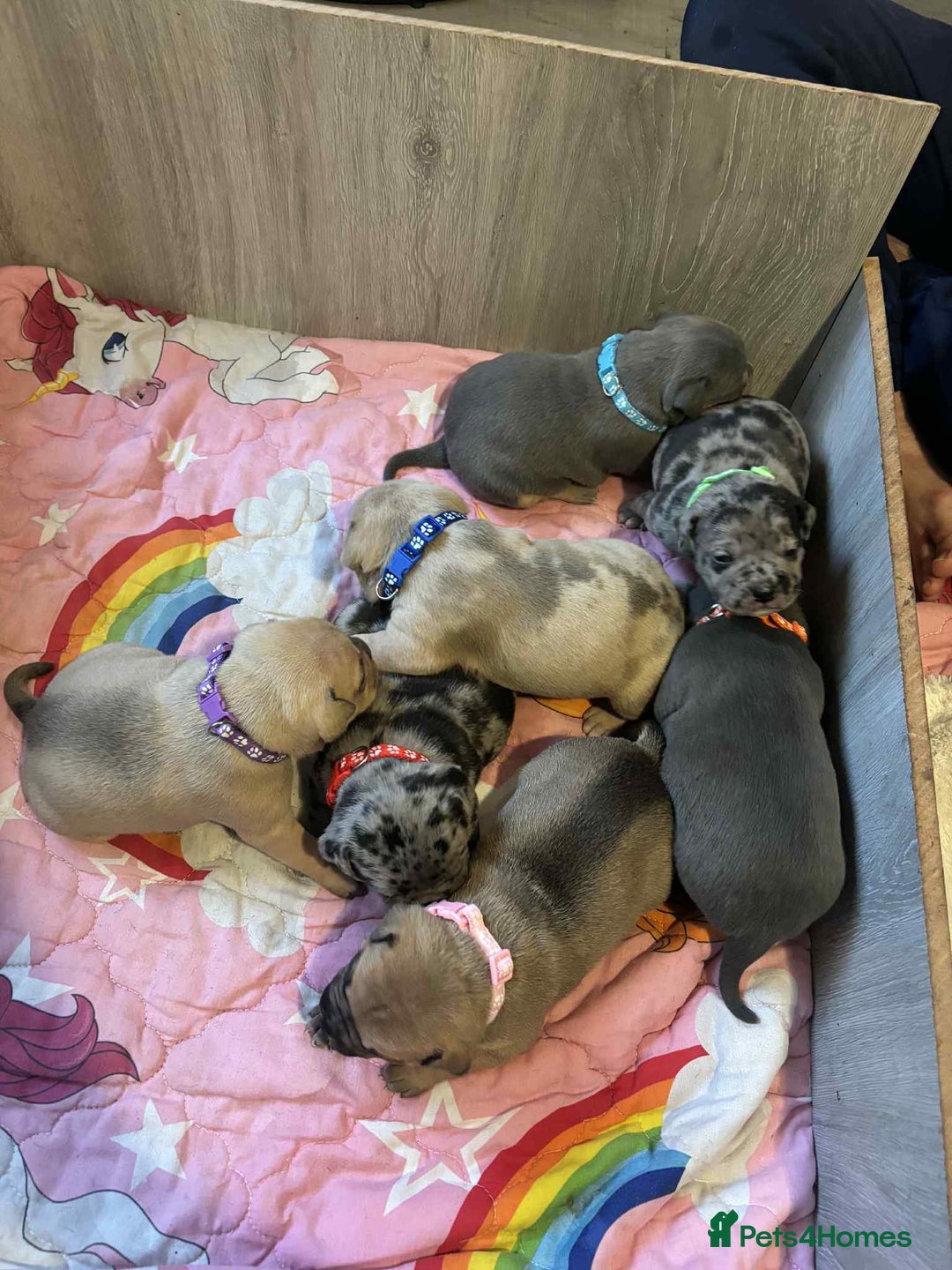Mixed Breed dogs for sale: Beautiful pups with stunning markings  - Image 10
