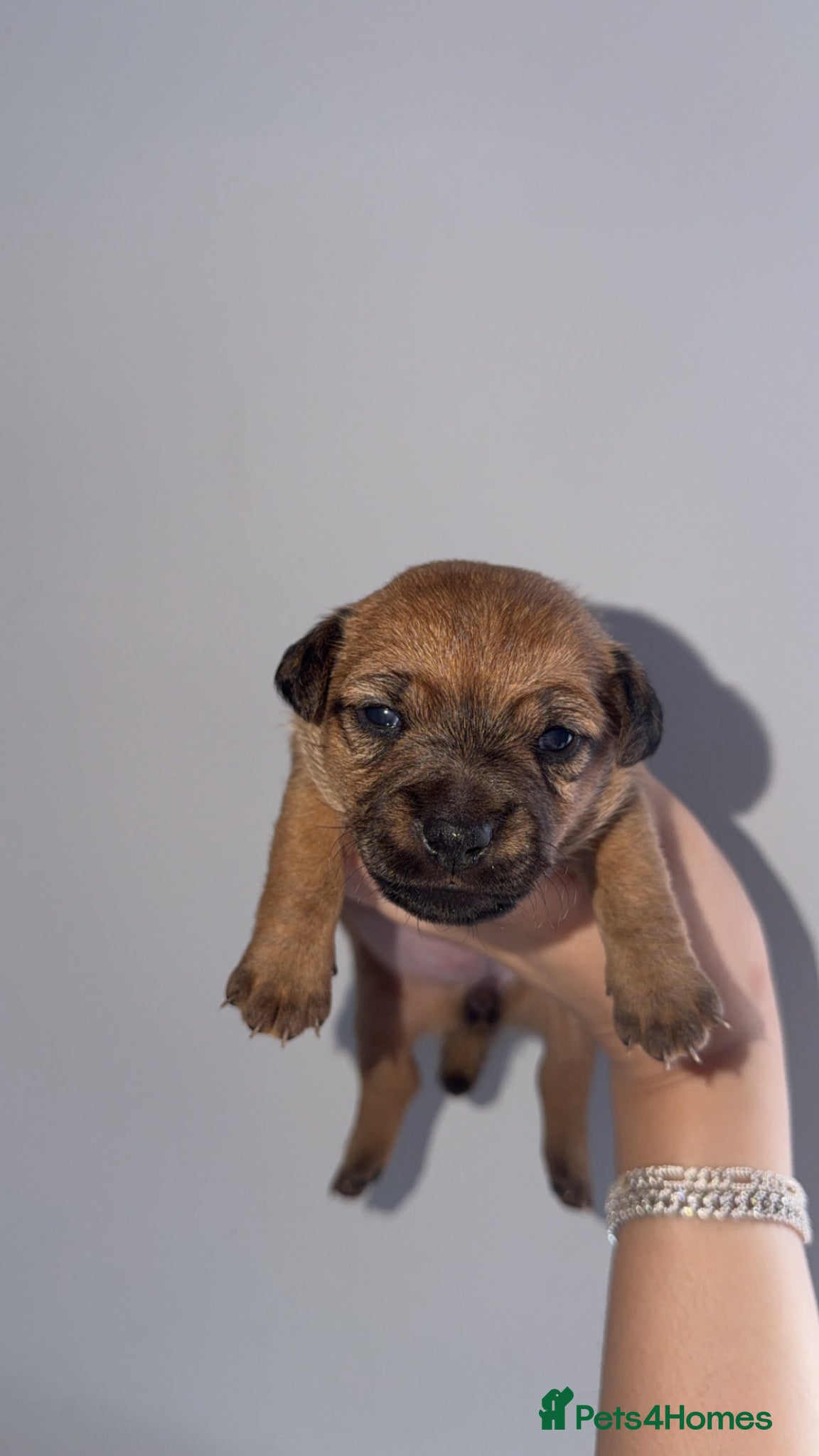 Jack Russell dogs Only 1 left Rare miniature jack Russell puppies  - Advert 1