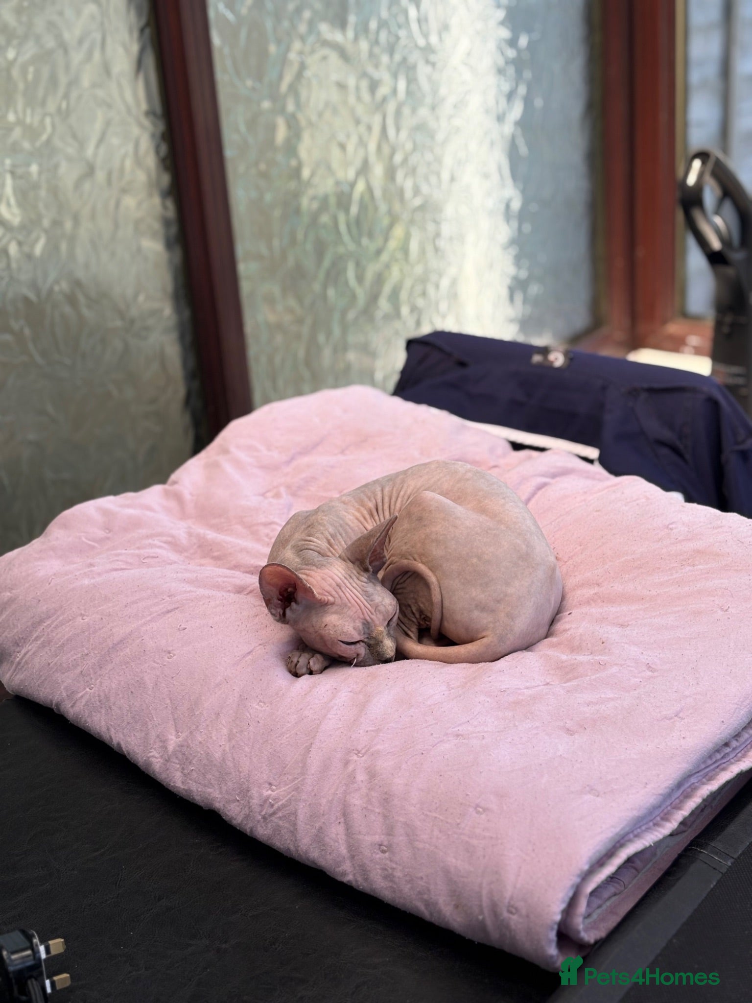 Sphynx cats Gorgeous 4-yr old Sphynx Female - Advert 1