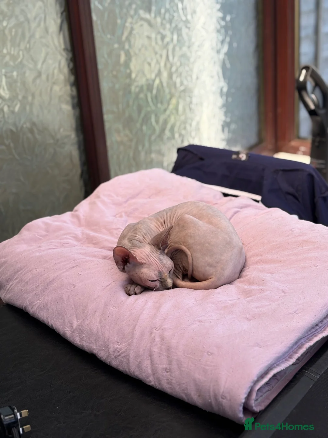 Sphynx cats for sale: Gorgeous 4-yr old Sphynx Female - Advert 1